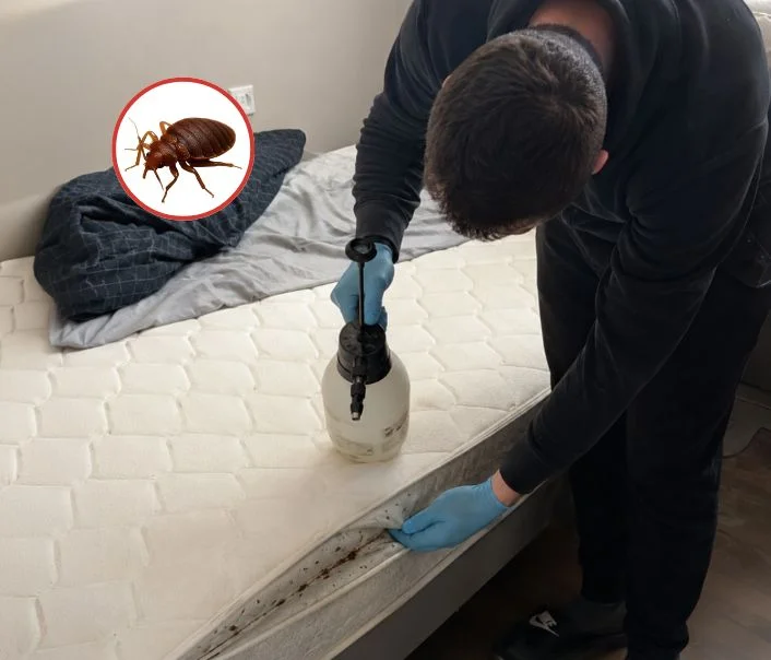 Technicien traitant un matelas contre les punaises de lit à Marcq